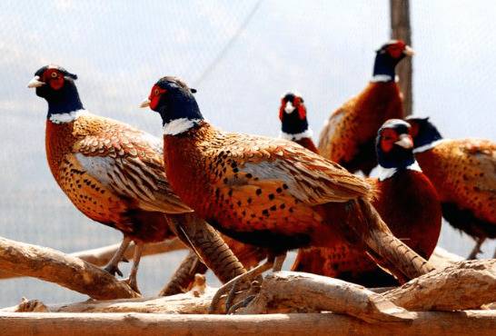 山鸡什么时间开食,山鸡开食喂食的频次安排_山鸡养殖