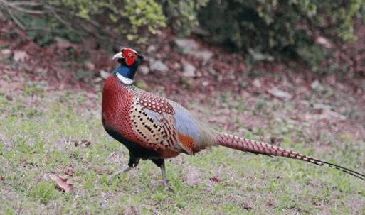 山鸡雏鸡舍的光照条件要求_山鸡养殖