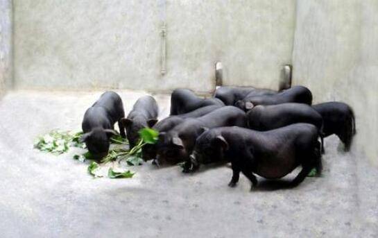 珠江香猪的外形特征_香猪养殖