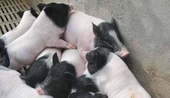 香猪的养殖效益怎么样,小打小闹一年赚五六万元_香猪养殖