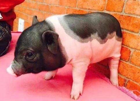 香猪的养殖前景好不好,三点总结让香猪养殖户很放心_香猪养殖