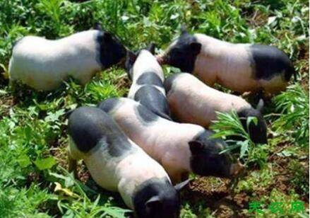 香猪养殖的五点注意事项,懂香猪引种才敢养香猪_香猪养殖