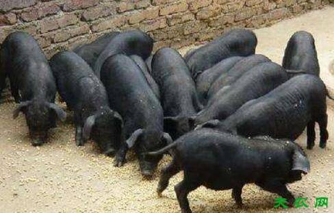 珠江香猪的产地分布_香猪养殖