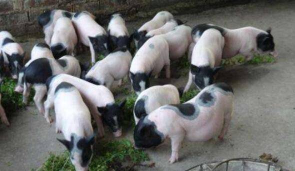 养殖巴马香猪的注意事项有哪些_香猪养殖