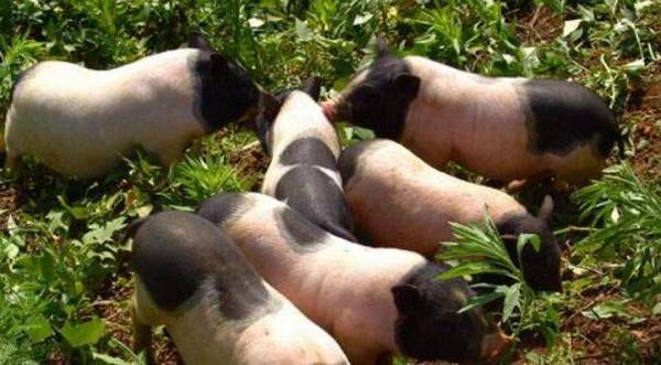 巴马香猪长不大吗,能不能做宠物_香猪养殖