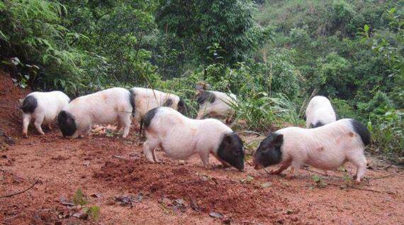 巴马香猪与七里香猪及十里香猪什么关系_香猪养殖