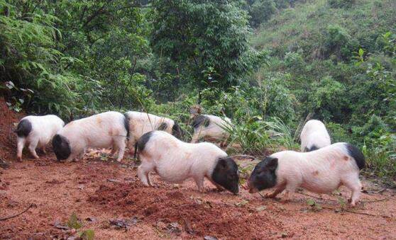养殖巴马香猪喂哪些饲料_香猪养殖