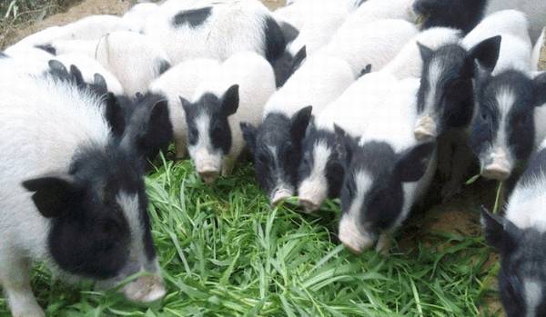 广西巴马香猪肉香味美,120城出栏卖出好价钱_香猪养殖