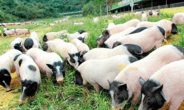 广西巴马香猪肉香味美,120城出栏卖出好价钱_香猪养殖