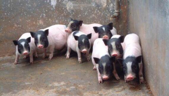 养殖巴马香猪有哪些销路?_香猪养殖