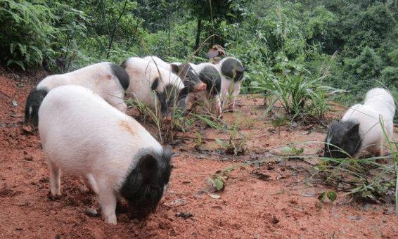 巴马香猪的五大特点,好饲养,肉更香_香猪养殖