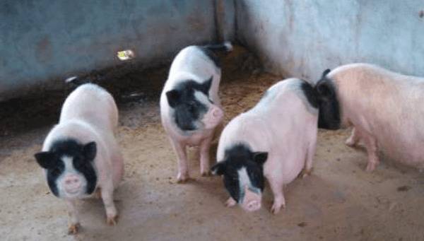 巴马香猪的种猪价格多少钱_香猪养殖