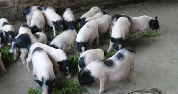 怎么缩短母香猪的繁殖周期,三项措施看一看_香猪养殖