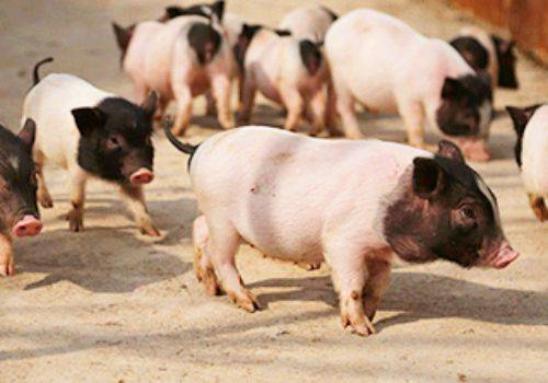 香猪养殖注意这四点,小香猪长得肥又壮_香猪养殖