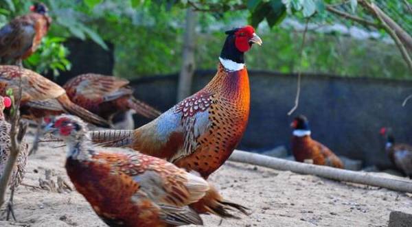 就靠这几招,提高七彩山鸡产蛋率效果好_山鸡养殖