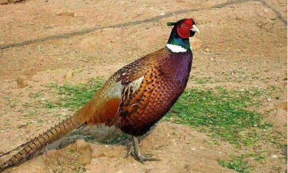 山鸡养殖场的场址选择经验,地势高与水源好是关键_山鸡养殖