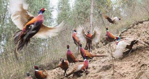 算一算山鸡养殖的经济效益,分析后结果很喜人_山鸡养殖