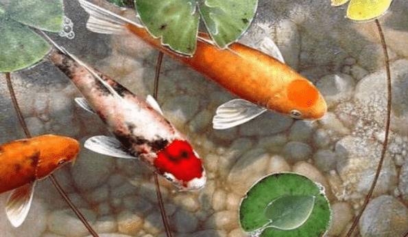 锦鲤寿命有多长,锦鲤能活多久_养殖问答