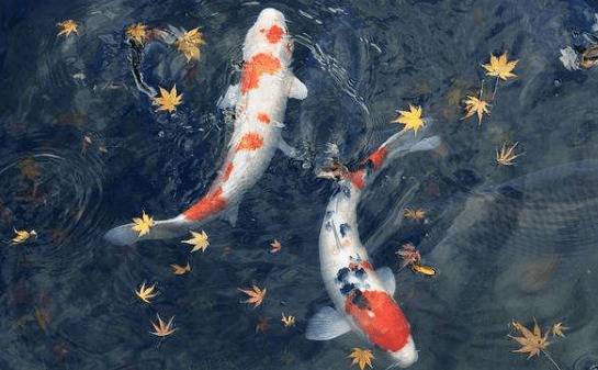 锦鲤与草金有什么区别_养殖问答