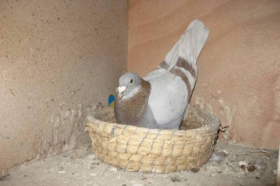 鸽子暖蛋一般多长时间_养殖问答