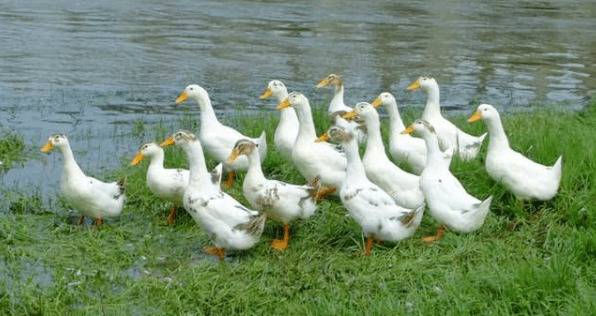 养鸭多少天出栏_养殖问答