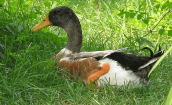 养鸭有没有补贴_养殖问答