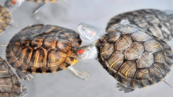 巴西龟的养殖要求_养殖问答