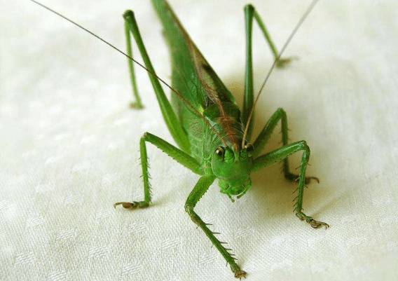 蝈蝈能活多久,蝈蝈寿命有多长_养殖问答