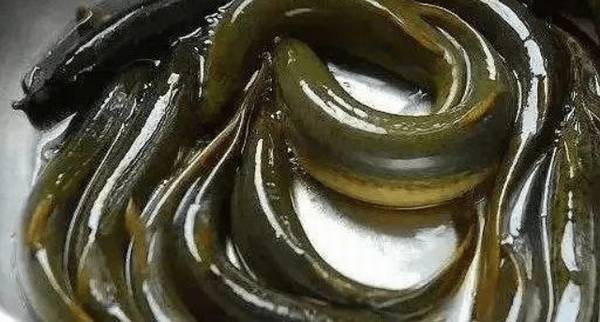 泥鳅是不是鱼_养殖问答