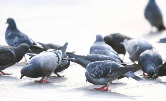 鸽子不迷路什么原因_养殖问答