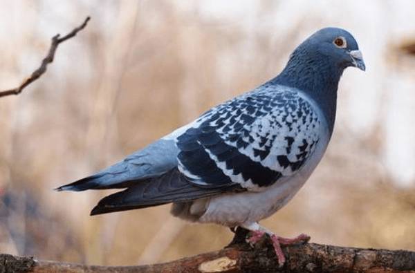 鸽子怕不怕热_养殖问答