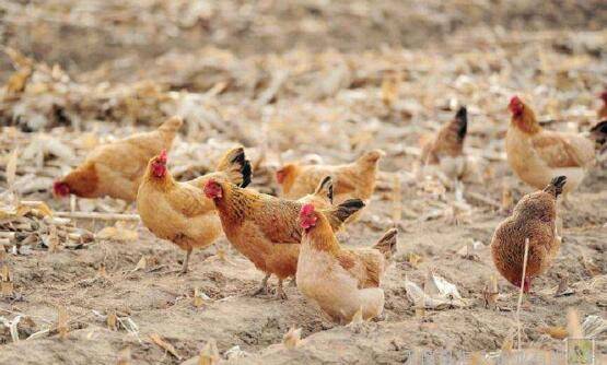 养鸡怎么补充维生素,补充多少量为好_养鸡