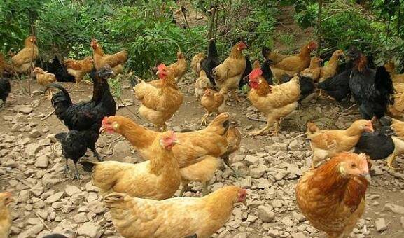 养鸡感冒咳嗽吃什么药好_养殖问答