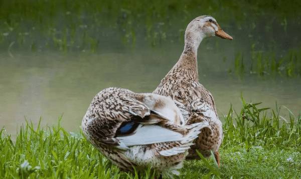 养鸭多少天能卖_养殖问答