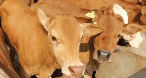 黄牛流口水什么原因,黄牛流口水怎么处理_养殖问答