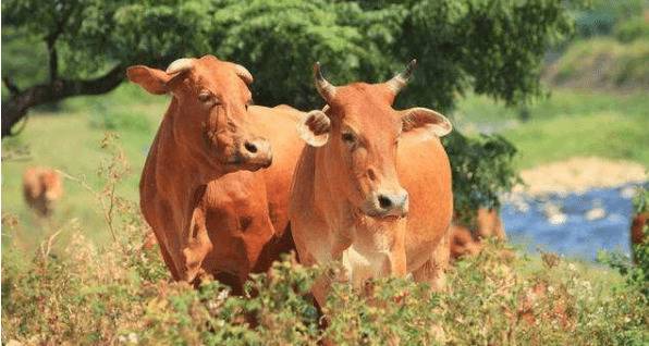 黄牛拉肚子怎么治疗_养殖问答