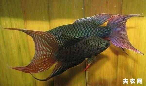 斗鱼吃什么长得快,叉尾斗鱼吃什么_养殖问答