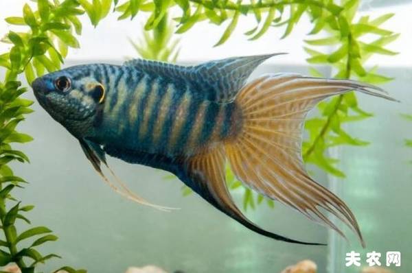 斗鱼吃什么长得快,叉尾斗鱼吃什么_养殖问答