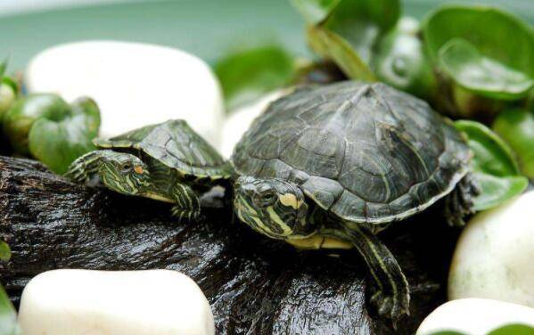 巴西龟能长多大,巴西龟能活多久_养殖问答