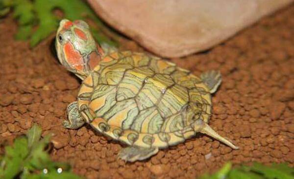 巴西龟能长多大,巴西龟能活多久_养殖问答