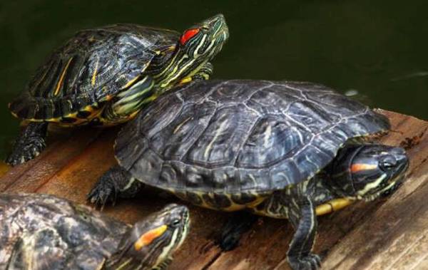 巴西龟能长多大,巴西龟能活多久_养殖问答