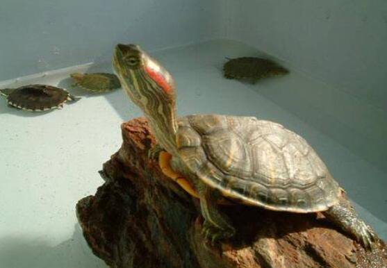 巴西龟对人的危害,养巴西龟对人体的害处_养殖问答
