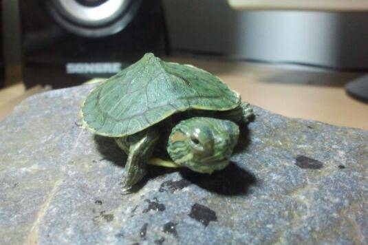 巴西龟怎么挑,挑选巴西龟的几大原则_养殖问答