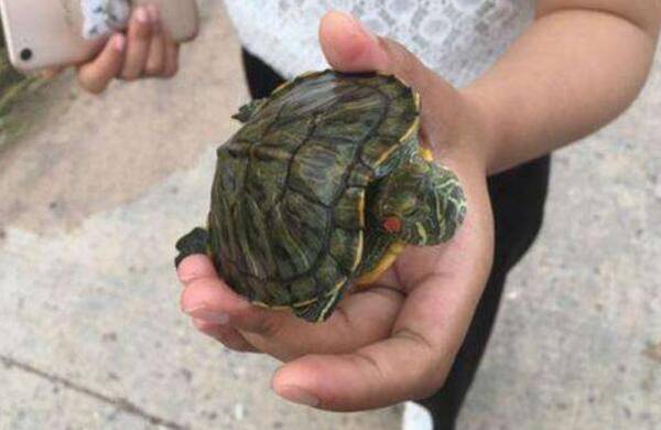 巴西龟怎么挑,挑选巴西龟的几大原则_养殖问答