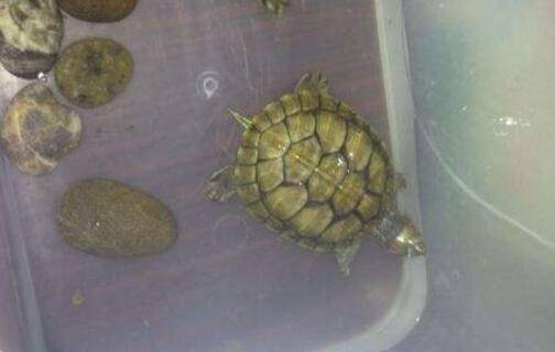 巴西龟怎么挑,挑选巴西龟的几大原则_养殖问答