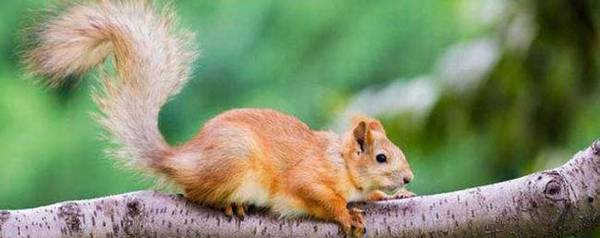 松鼠种类有哪些,松鼠究竟有多少种_养殖问答