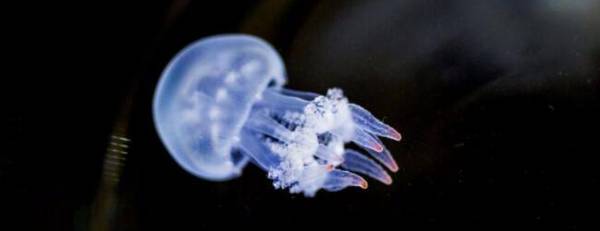 赤月水母有没有毒_养殖问答