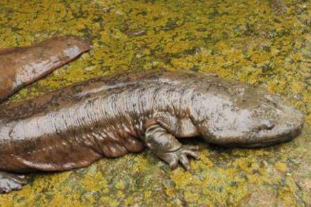 一些饲养娃娃鱼的技巧,喂食娃娃鱼也有讲究_养殖问答