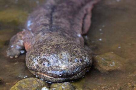 一些饲养娃娃鱼的技巧,喂食娃娃鱼也有讲究_养殖问答