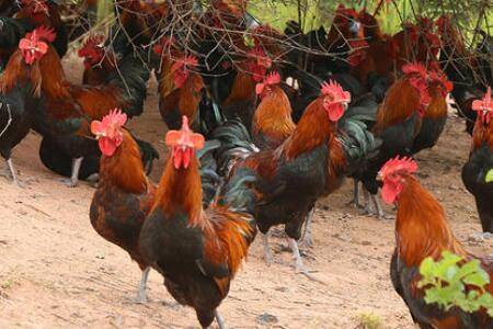 养殖跑山鸡赚不赚钱,养殖跑山鸡成本与利润分析_山鸡养殖